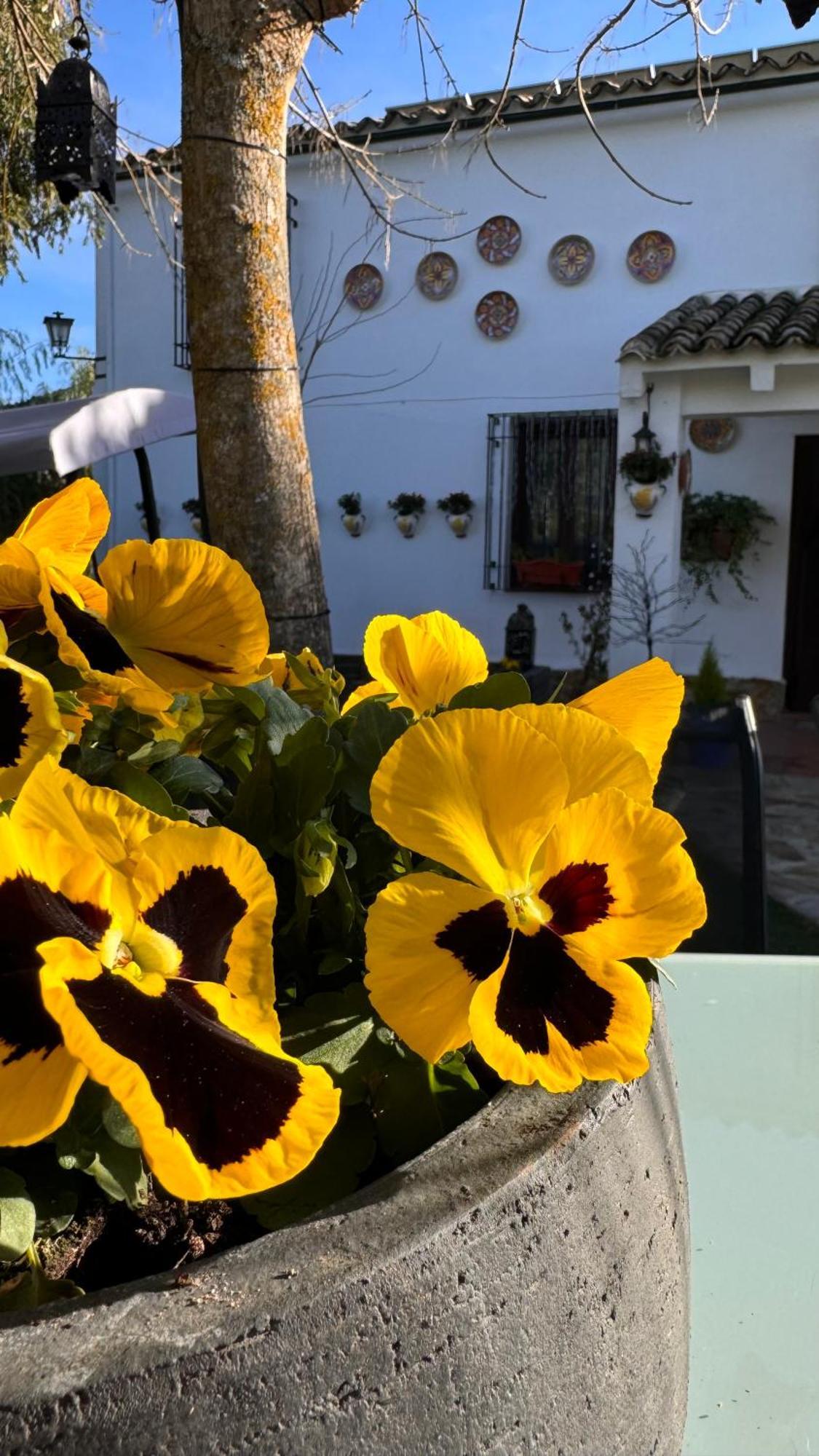 Cortijo Rodeo. Alojamiento Rural Carcabuey Luaran gambar